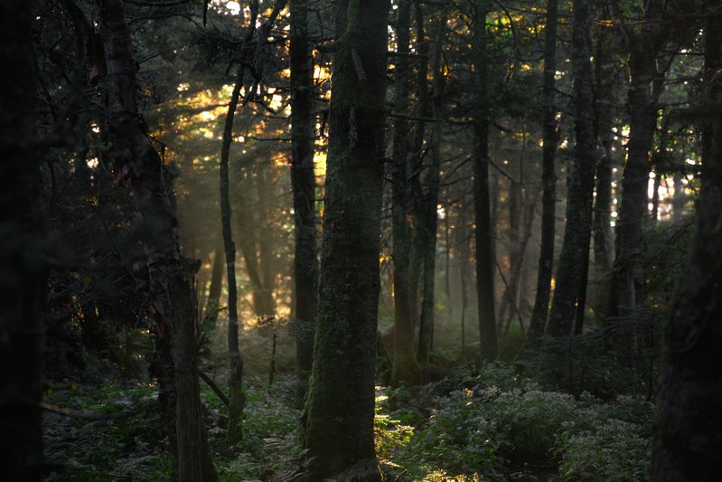 Sunlight filtering through forest trunks