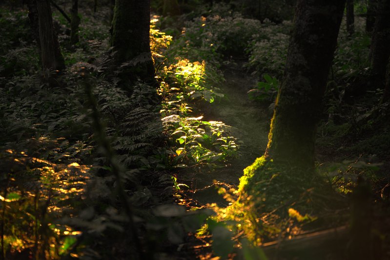 A shaft of light across moss and the forest floor